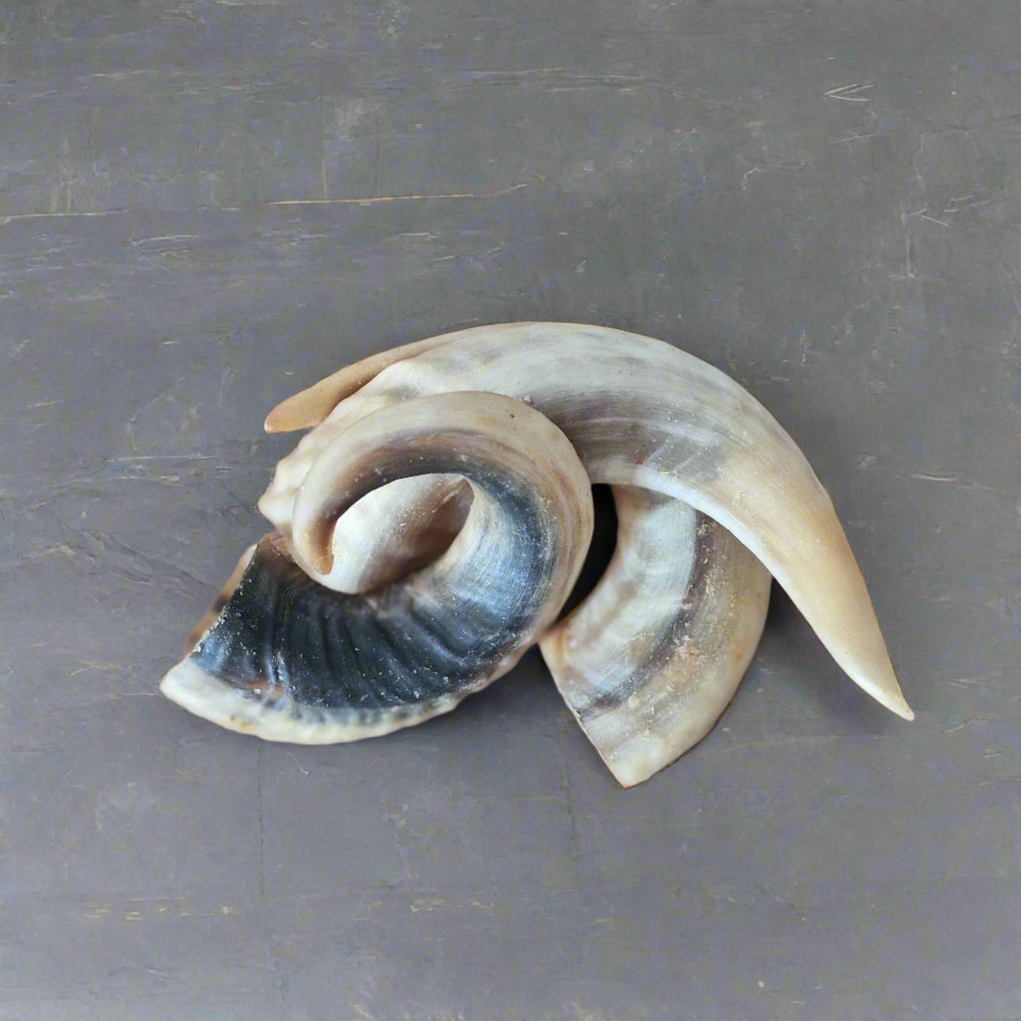 3 medium lamb horns arranged on a riven slate worktop