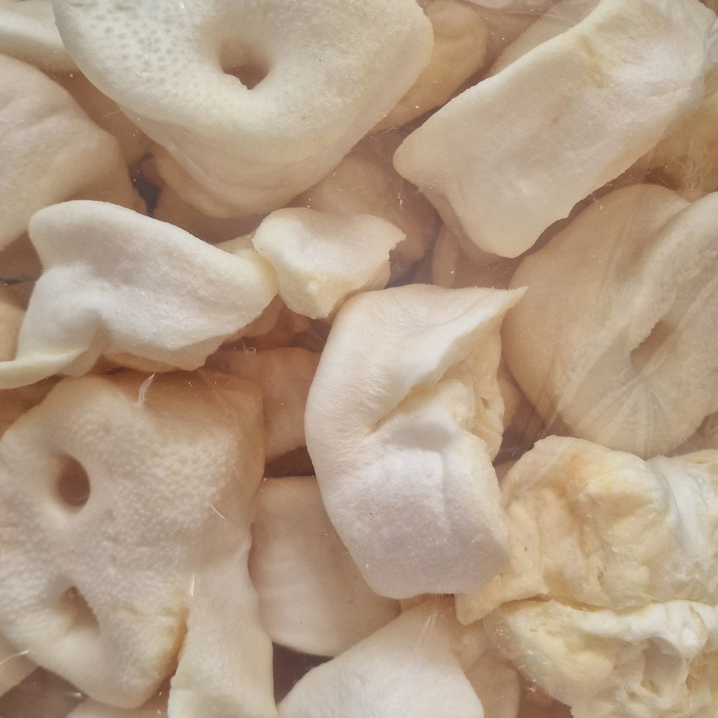 closeup of white puffed pig snouts