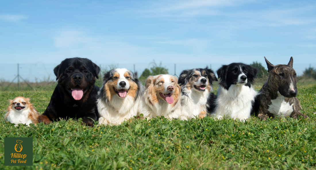 7 dogs lying down on grass under a blue sky in a line facing the camera 