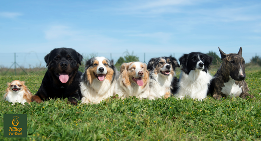 7 dogs lying down on grass under a blue sky in a line facing the camera 
