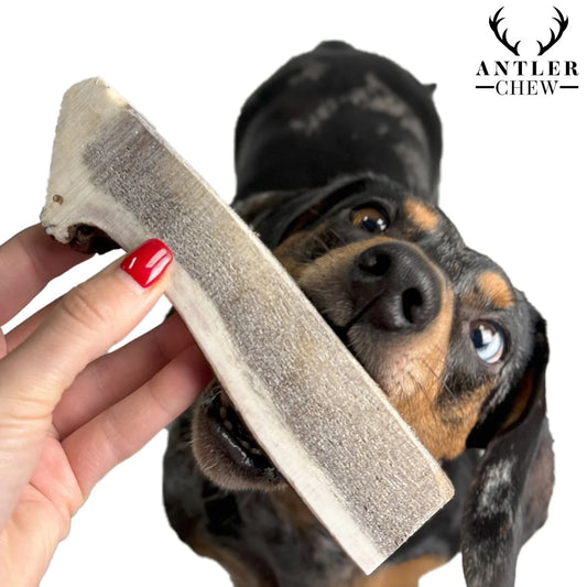 Antler Chews