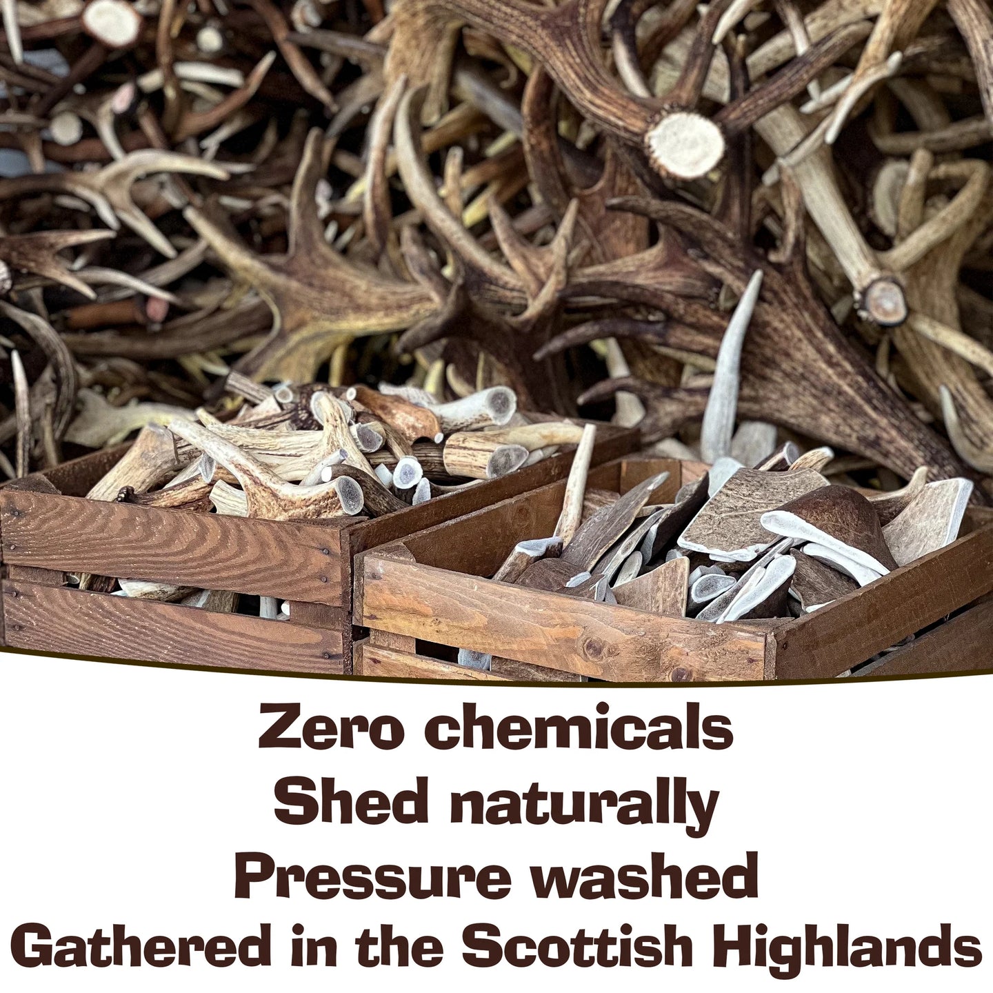 Antler Chews