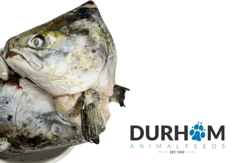 Durham (DAF): Raw Salmon Heads (3 pcs)