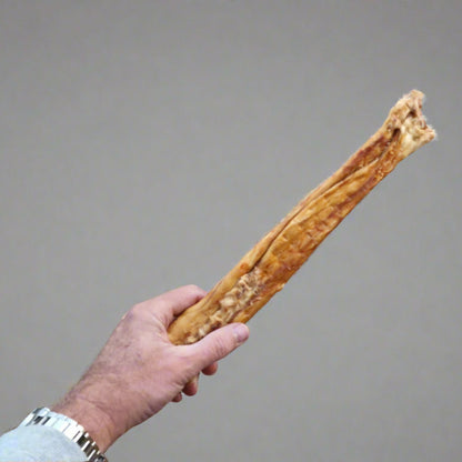 Hand holding a rolled rabbit pelt 40cm on a grey background