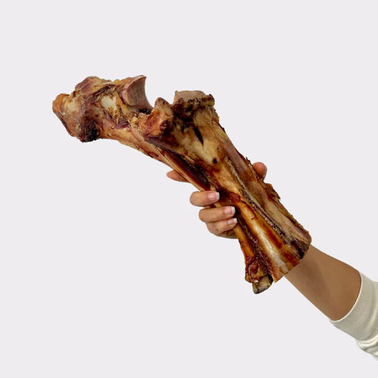 Beef (Postman's Leg) Bone