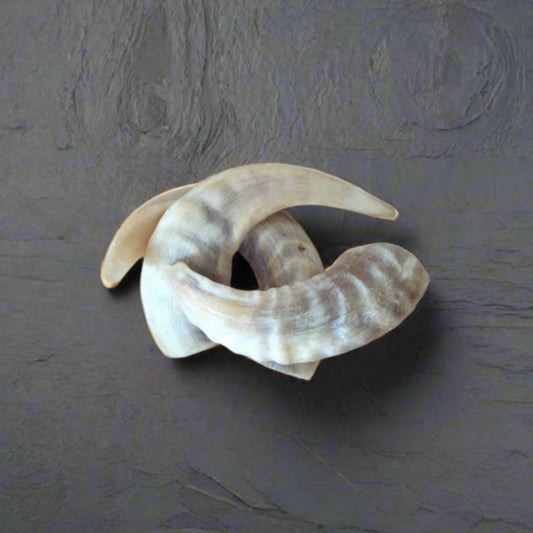 3 small lamb horns arranged on a riven slate worktop