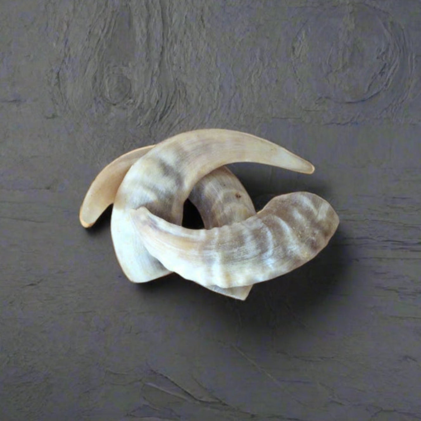 3 small lamb horns arranged on a riven slate worktop