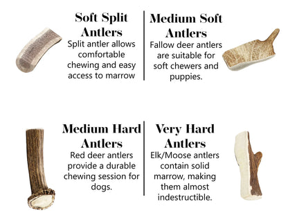 Antler Chews